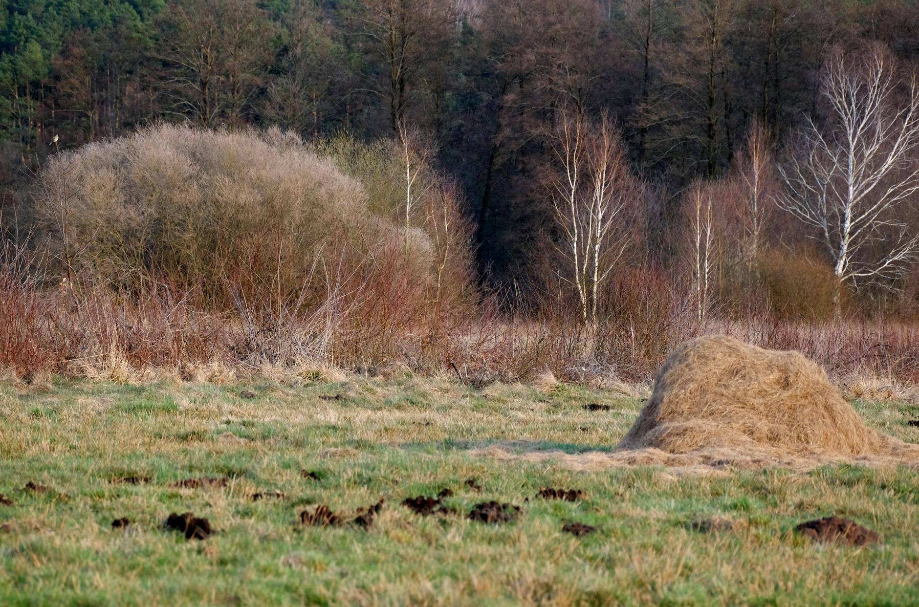 Ilustracja przedstawiająca zielony liść symbolizujący Dzień Ziemi na tle panoramy Rawy Mazowieckiej.